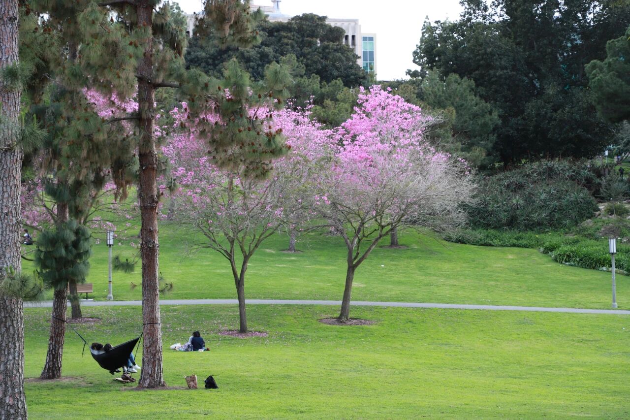 中产娃打开美高申请新模式：无文书无语言无面试！丝滑入读黄金地段加州美高？
