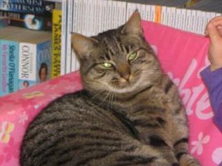 澳大利亚“长征猫”杰西。