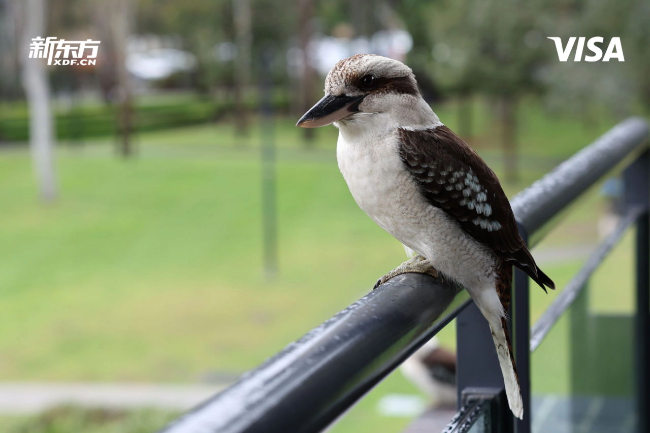 澳大利亚三所名校，三十年时光流转，留学路更向通途