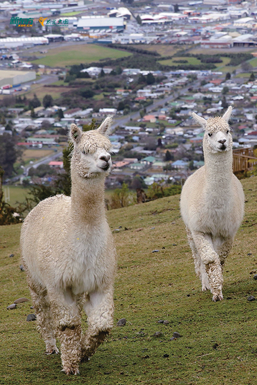 在新西兰找不到对口工作，去放羊、摘水果算不算职业发展？