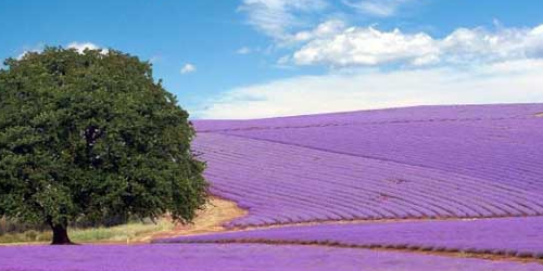 法国留学生生活中该如何省钱