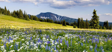 加拿大留学几大热门专业入学条件是什么