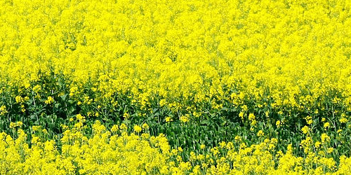 点击图片进入下一页 新西兰留学的优势都有哪些吸引人