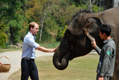 威廉王子访华抵达西双版纳访问 喂食亚洲象（高清组图）