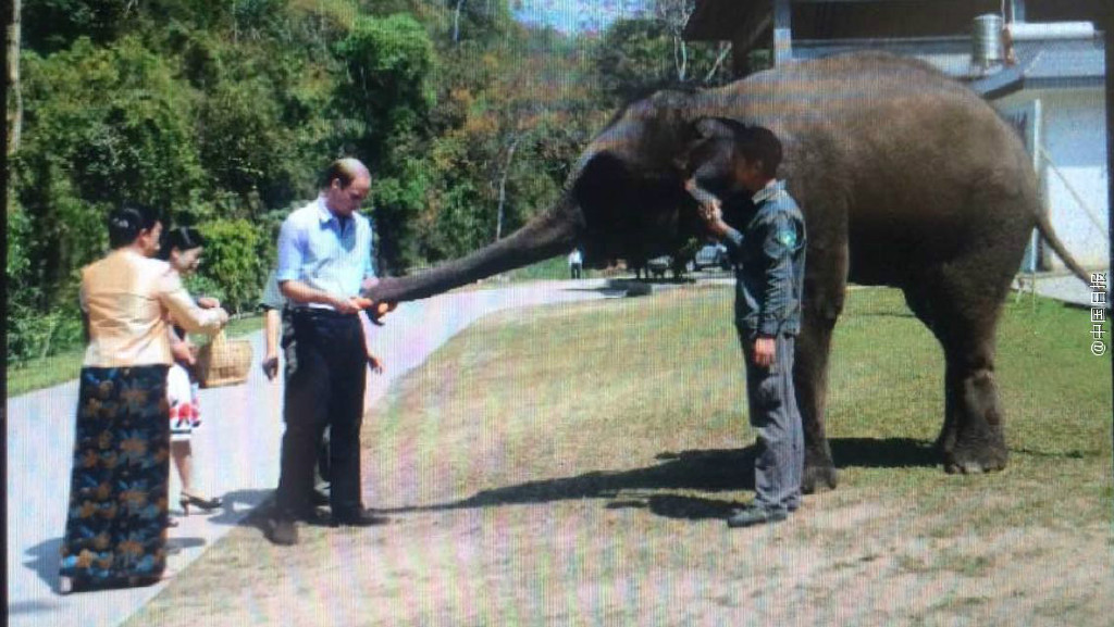 英国威廉王子抵达西双版纳访问 喂食亚洲象