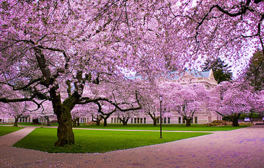 圣路易斯华盛顿大学 圣路易斯华盛顿大学