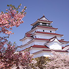 11616604-日本-樱花