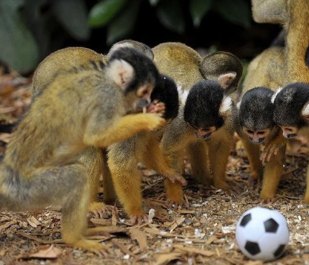 几只玻利维亚松鼠猴围着一个玩具足球