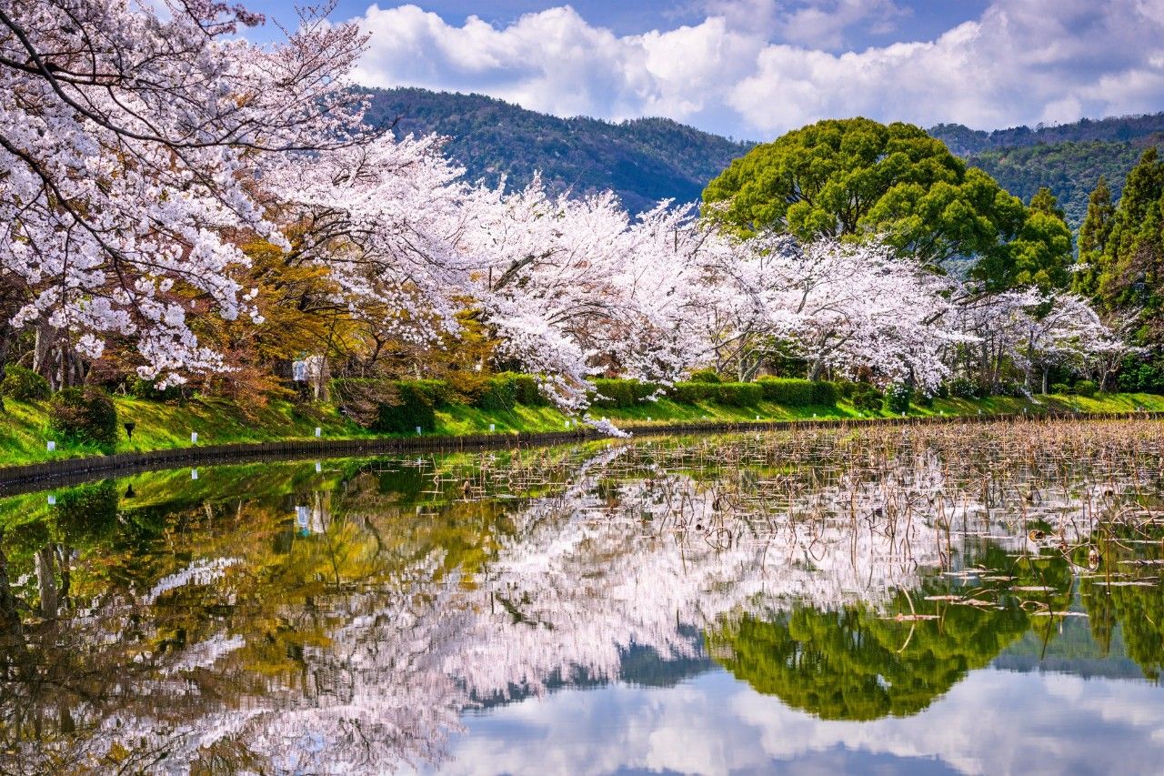 日本留学之樱花