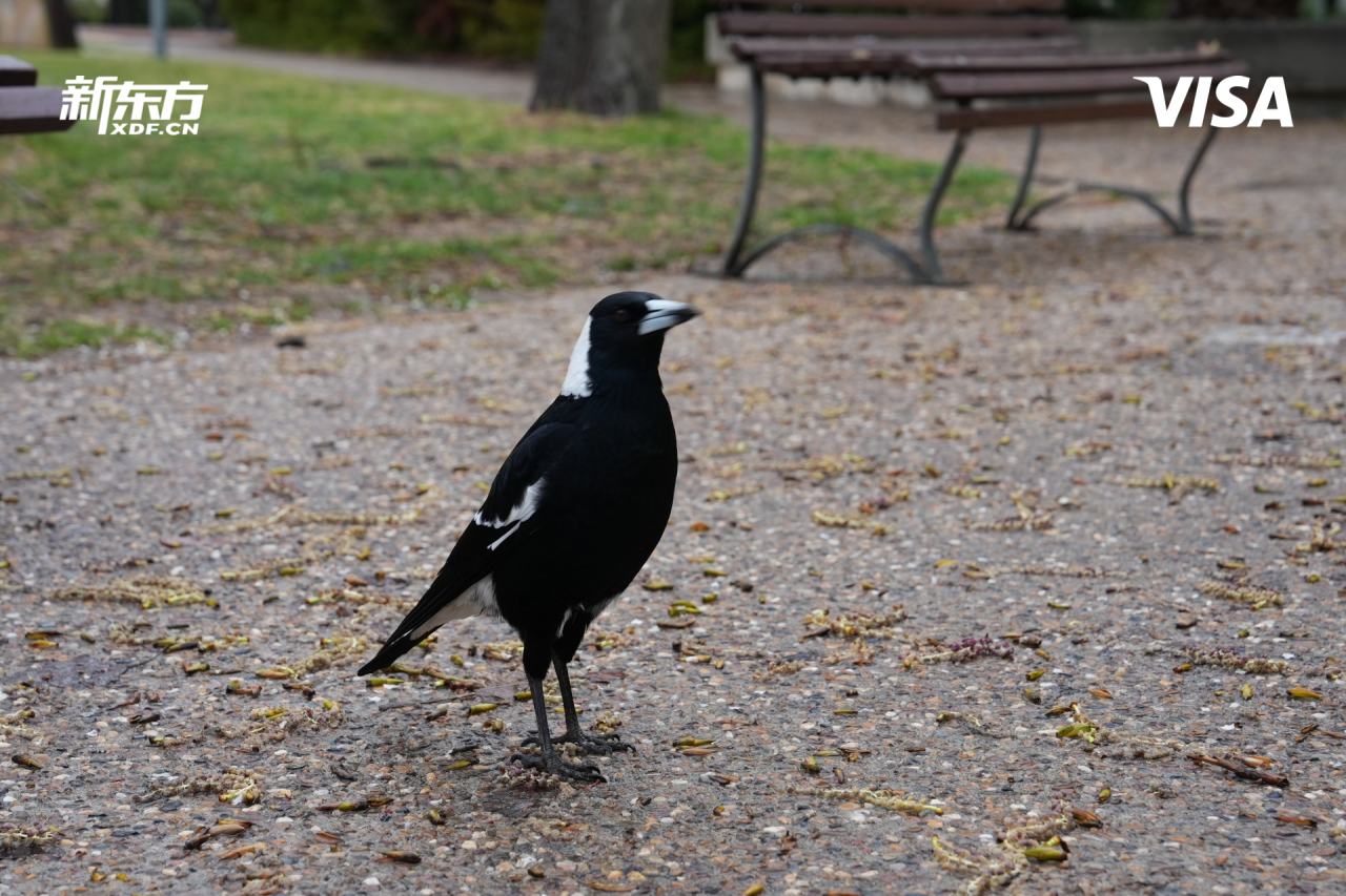 周成刚对话麦考瑞大学副校长：坐拥“澳洲硅谷”，如何布局AI未来？